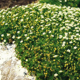 Irish Moss Seeds | Sagina subulata | Perennial Low Carpet Ground Cover For Mini Landscape