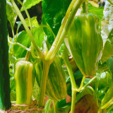 Rainbow Candy Sweet Pepper Seeds | Capsicum annuum | Zero Heat Striped Mini Snack Bell Pepper
