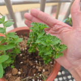 Crinkled Curly Mint Seeds | Mentha piperita crispa | Edible Cool Scent Aromatic Peppermint