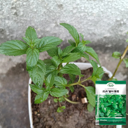 Crinkled Curly Mint Seeds | Mentha piperita crispa | Edible Cool Scent Aromatic Peppermint