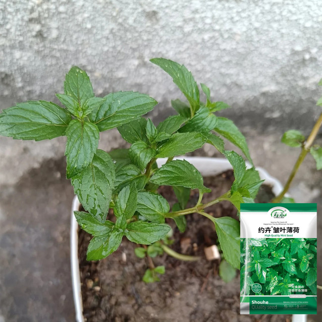 Crinkled Curly Mint Seeds | Mentha piperita crispa | Edible Cool Scent Aromatic Peppermint
