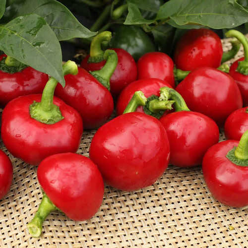Red Hot Cherry Pepper Seeds | Capsicum annuum | Medium Heat Pickling Chili For Hot Sauce