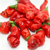 Red Peter Pepper Seeds | Capsicum annuum | Unique Novelty Shaped Edible Ornamental Chili