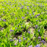 Blue Butterfly Iris Seeds | Iris tectorum | Perennial Purple Blue Landscape Border Flower