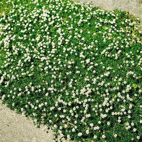 Irish Moss Seeds | Sagina subulata | Perennial Low Carpet Ground Cover For Mini Landscape