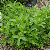 Crinkled Curly Mint Seeds | Mentha piperita crispa | Edible Cool Scent Aromatic Peppermint