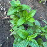 Crinkled Curly Mint Seeds | Mentha piperita crispa | Edible Cool Scent Aromatic Peppermint