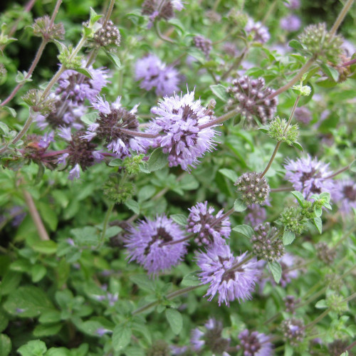 Pennyroyal Mint Seeds | Mentha pulegium | Non Edible Natural Insect Repellent Sachet Herb