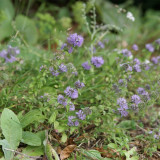 Pennyroyal Mint Seeds | Mentha pulegium | Non Edible Natural Insect Repellent Sachet Herb