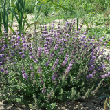 Pennyroyal Mint Seeds | Mentha pulegium | Non Edible Natural Insect Repellent Sachet Herb