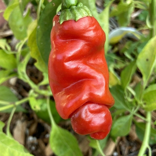 Red Peter Pepper Seeds | Capsicum annuum | Unique Novelty Shaped Edible Ornamental Chili