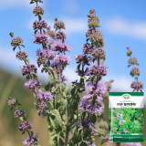 Pennyroyal Mint Seeds | Mentha pulegium | Non Edible Natural Insect Repellent Sachet Herb