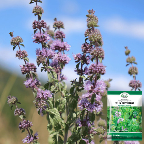 Pennyroyal Mint Seeds | Mentha pulegium | Non Edible Natural Insect Repellent Sachet Herb