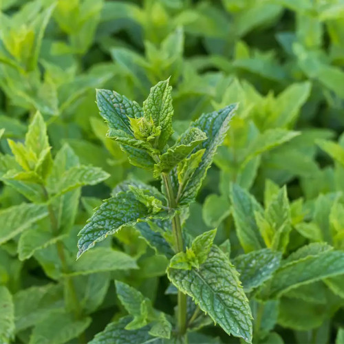 Spearmint Mint Seeds | Mentha spicata | Edible Culinary Herb For Tea & Cocktails