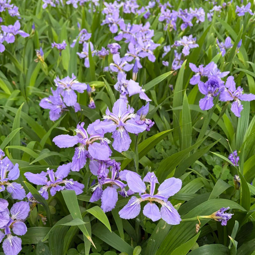 Blue Butterfly Iris Seeds | Iris tectorum | Perennial Purple Blue Landscape Border Flower