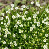 Irish Moss Seeds | Sagina subulata | Perennial Low Carpet Ground Cover For Mini Landscape