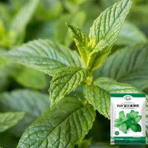 Spearmint Mint Seeds | Mentha spicata | Edible Culinary Herb For Tea & Cocktails
