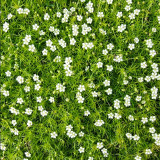 Irish Moss Seeds | Sagina subulata | Perennial Low Carpet Ground Cover For Mini Landscape