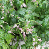 Spearmint Mint Seeds | Mentha spicata | Edible Culinary Herb For Tea & Cocktails