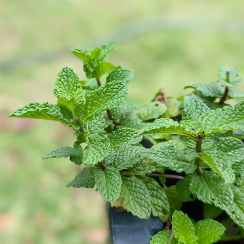 Crinkled Curly Mint Seeds | Mentha piperita crispa | Edible Cool Scent Aromatic Peppermint