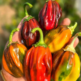 Rainbow Candy Sweet Pepper Seeds | Capsicum annuum | Zero Heat Striped Mini Snack Bell Pepper