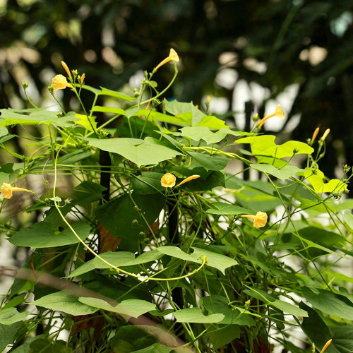 Yellow Little Cow Morning Glory Seeds | Ipomoea hederifolia var. lutea | Yellow Trumpet Climbing Vine