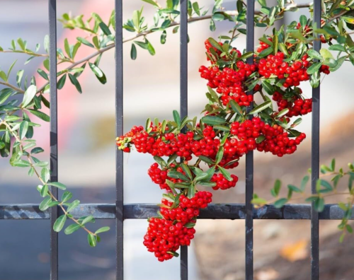Firethorn Pyracantha Seeds | Pyracantha coccinea | Evergreen Thorny Shrub With Bright Red Cluster Berries