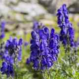 Monkshood Wolfsbane Seeds | Aconitum napellus | Deep Violet Hooded Spire Shade Perennial Flower