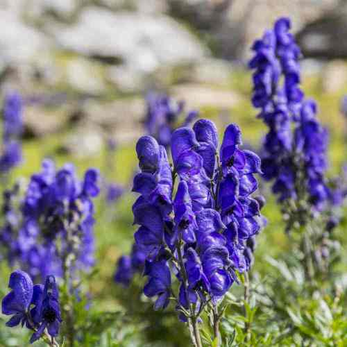 Monkshood Wolfsbane Seeds | Aconitum napellus | Deep Violet Hooded Spire Shade Perennial Flower