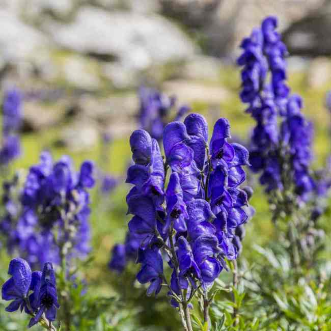 Monkshood Wolfsbane Seeds | Aconitum napellus | Deep Violet Hooded Spire Shade Perennial Flower