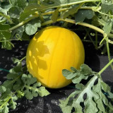 Lemon Candy Watermelon Seeds | Citrullus lanatus | Creamy Sweet Golden Flesh Mini Summer Melon