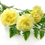 Yellow Carnation Seeds | Dianthus caryophyllus | Cold Hardy Fragrant Double Cut Flower