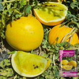 Lemon Candy Watermelon Seeds | Citrullus lanatus | Creamy Sweet Golden Flesh Mini Summer Melon