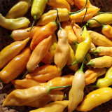 Sugar Peach Pepper Seeds | Capsicum chinense | Peach Apricot Fruity Aroma Medium Mild Pepper