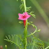 Pink Cypress Vine Seeds | Ipomoea quamoclit | Feather Leaf Pink Star Climbing Flower