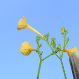 Yellow Little Cow Morning Glory Seeds | Ipomoea hederifolia var. lutea | Yellow Trumpet Climbing Vine
