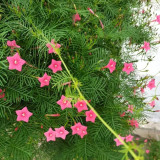 Pink Cypress Vine Seeds | Ipomoea quamoclit | Feather Leaf Pink Star Climbing Flower