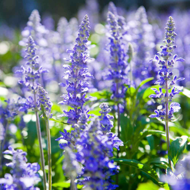Blue Hyssop Herb Seeds | Hyssopus officinalis | Cold Hardy Edible Aromatic Perennial Flower
