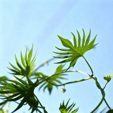 Red Maple Leaf Cypress Vine Seeds | Ipomoea sloteri | Red Five-Point Star Climbing Flower