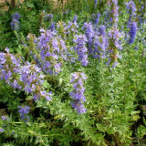 Blue Hyssop Herb Seeds | Hyssopus officinalis | Cold Hardy Edible Aromatic Perennial Flower