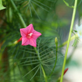 Pink Cypress Vine Seeds | Ipomoea quamoclit | Feather Leaf Pink Star Climbing Flower