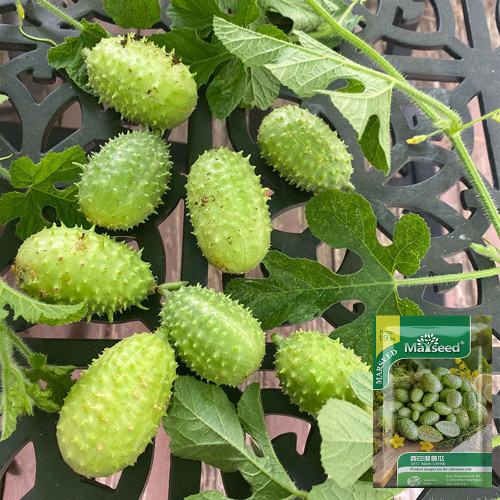 West Indian Gherkin Seeds | Cucumis anguria | Mini Prickly Cucumber For Pickling & Fresh Snack