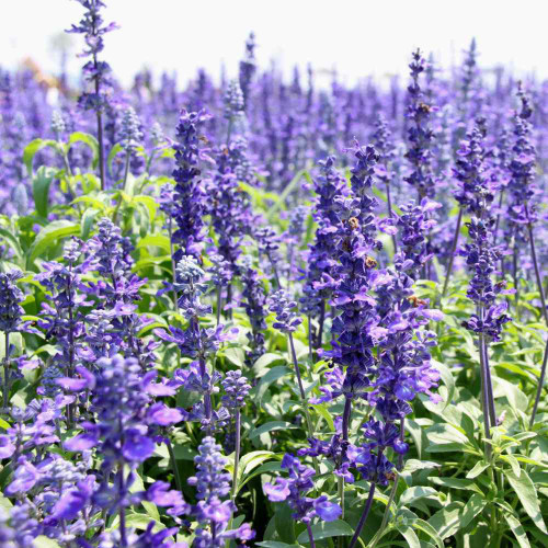 Blue Hyssop Herb Seeds | Hyssopus officinalis | Cold Hardy Edible Aromatic Perennial Flower