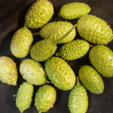 West Indian Gherkin Seeds | Cucumis anguria | Mini Prickly Cucumber For Pickling & Fresh Snack