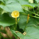 Yellow Little Cow Morning Glory Seeds | Ipomoea hederifolia var. lutea | Yellow Trumpet Climbing Vine