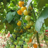 Charlotte Cherry Tomato Seeds F1 | Solanum lycopersicum 'Charlotte' | Indeterminate Pale Orange Juicy Snack Tomato