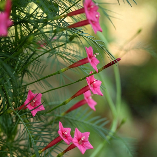 Pink Cypress Vine Seeds | Ipomoea quamoclit | Feather Leaf Pink Star Climbing Flower