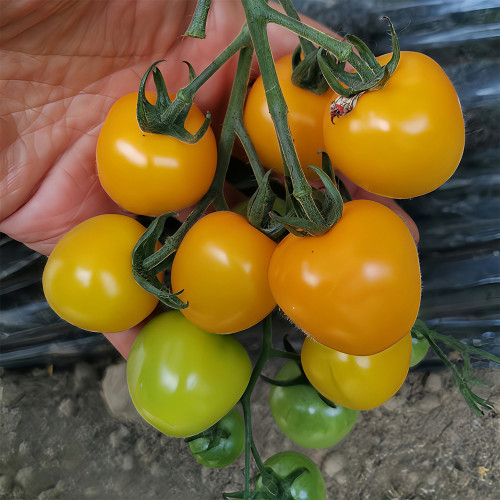 Charlotte Cherry Tomato Seeds F1 | Solanum lycopersicum 'Charlotte' | Indeterminate Pale Orange Juicy Snack Tomato