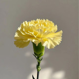 Yellow Carnation Seeds | Dianthus caryophyllus | Cold Hardy Fragrant Double Cut Flower