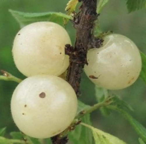Nanking White Cherry Currant 2 Year Plant | Ribes rubrum | Translucent Sweet White Berry Shrub